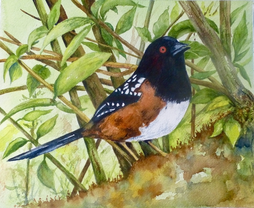 Garden Towhee